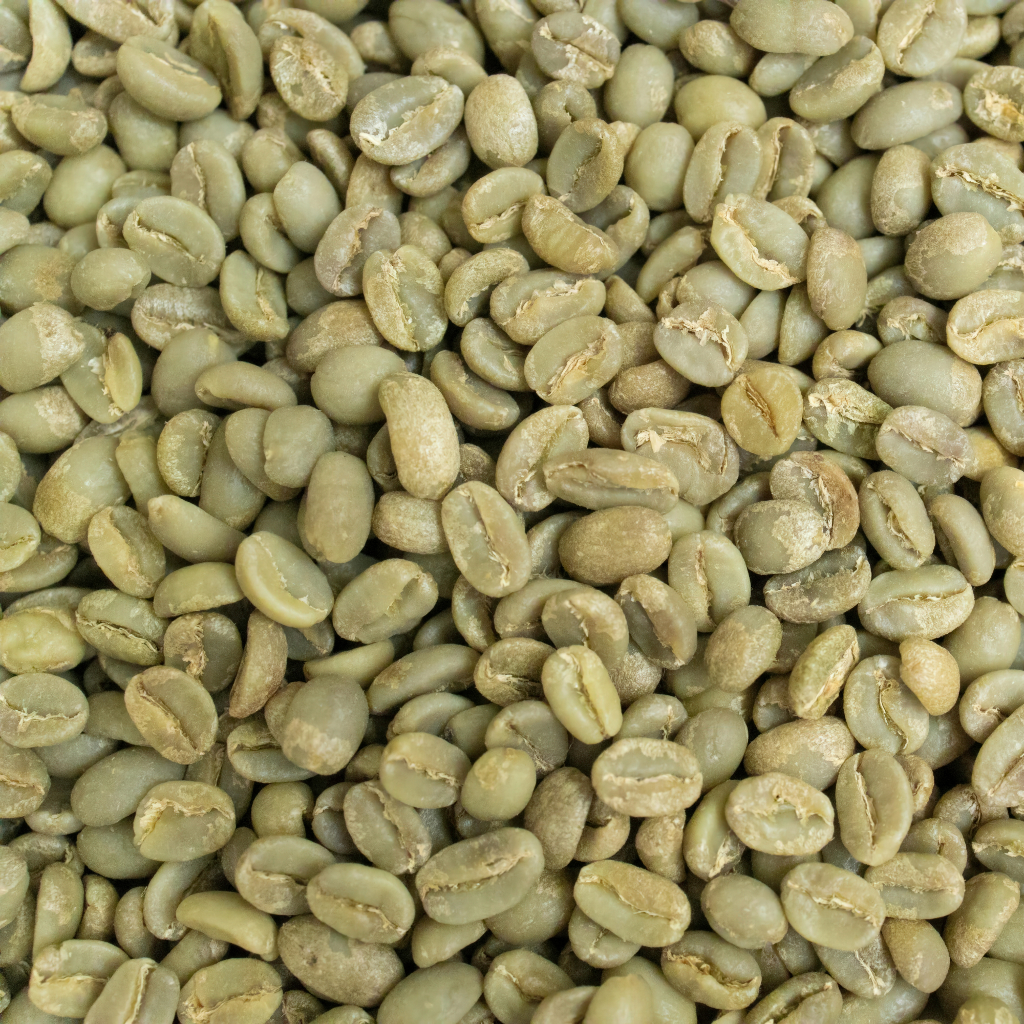 commercial robusta green coffee bean commercial robusta green coffee bean