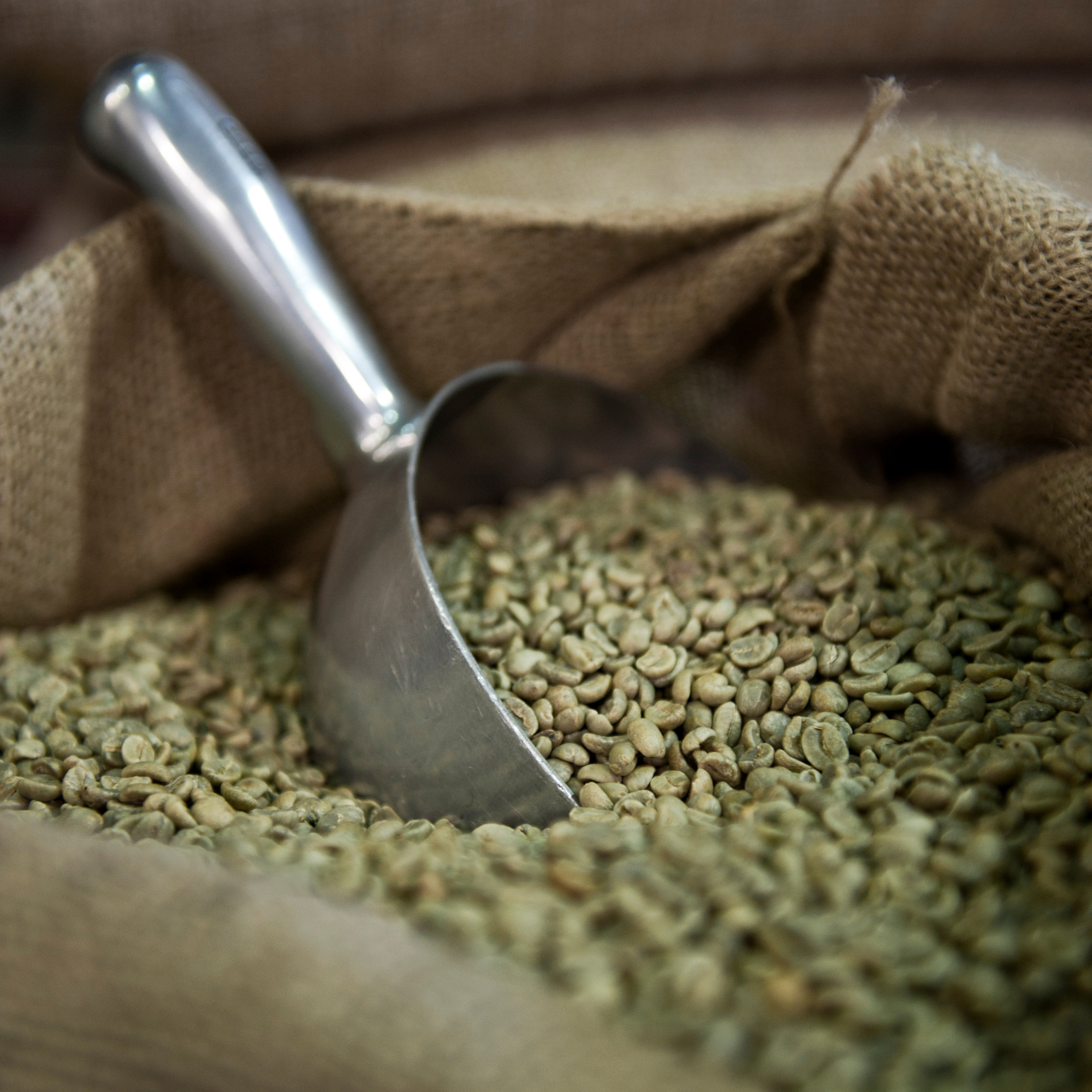 commercial robusta green coffee bean commercial robusta green coffee bean
