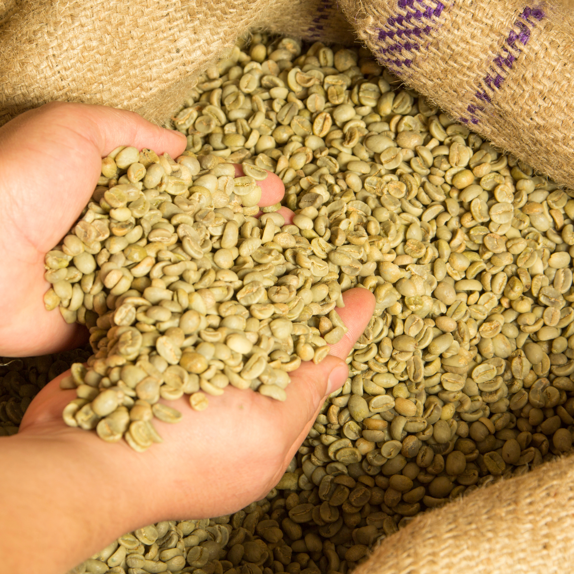 high quality arabica green coffee bean high quality arabica green coffee bean