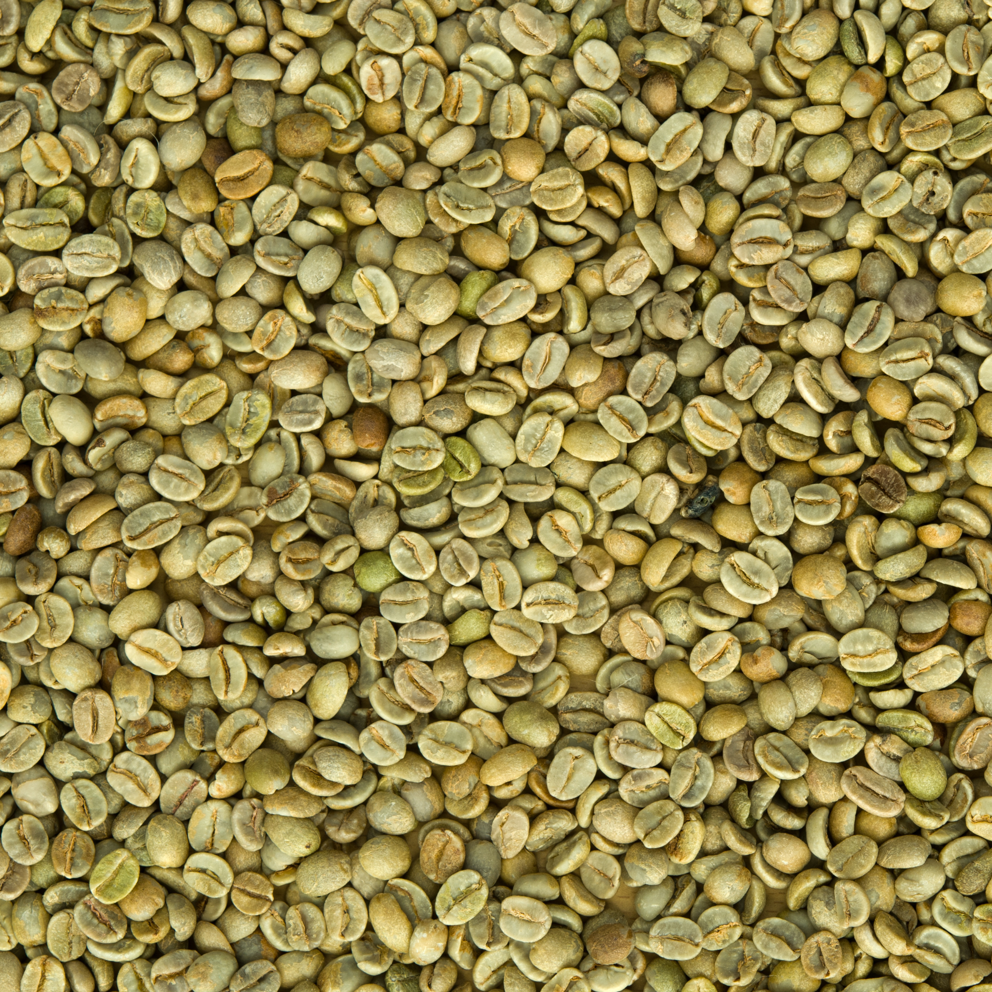 high quality arabica green coffee bean high quality arabica green coffee bean
